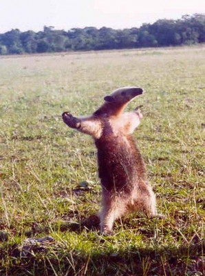 happy-anteater-arms-spread