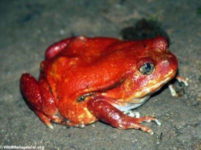 Tomato frog 1