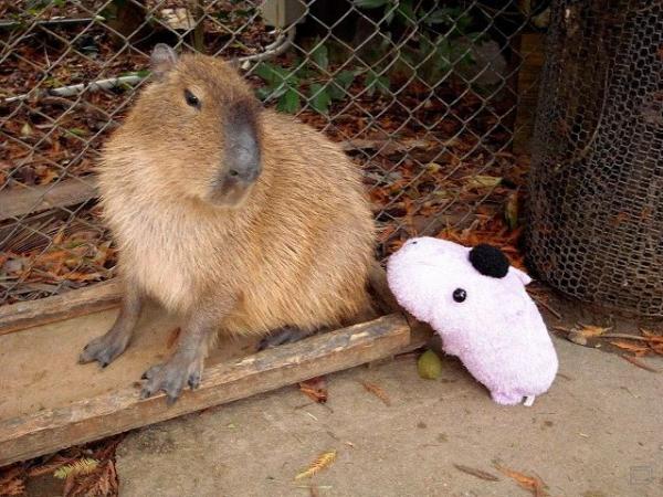 Capibara_2